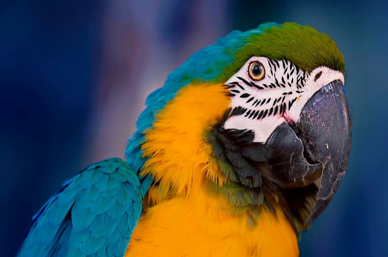 Amazon Jungle Adventure
